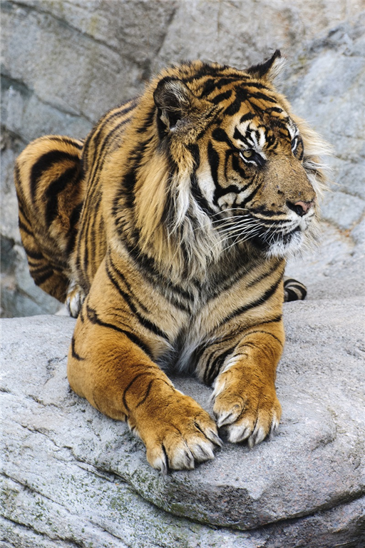 Billede - Tiger